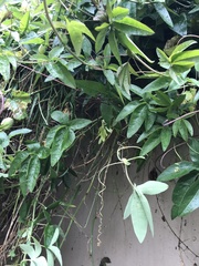 Telephlebia godeffroyi