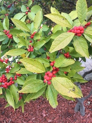 Ilex