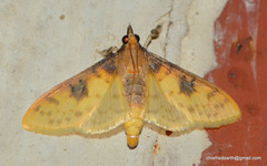 Pachynoa sabelialis