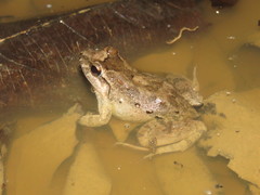 Leptodactylus leptodactyloides