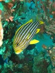 Plectorhinchus polytaenia