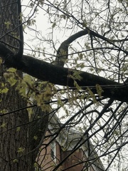 Cornus mas macrocarpa