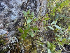 Gaultheria oppositifolia