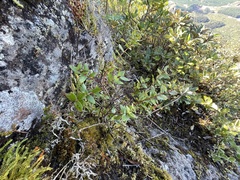 Gaultheria oppositifolia