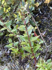 Gaultheria oppositifolia