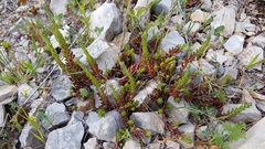 Petrosedum ochroleucum