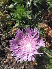 Stokesia
