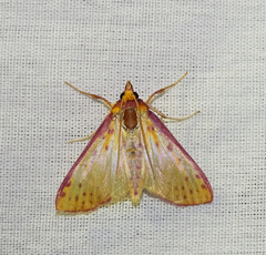 Polygrammodes sanguiguttalis