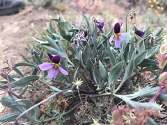Viola trinervata