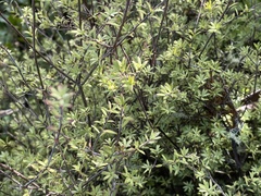 Leucopogon fasciculatus
