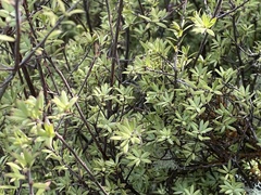 Leucopogon fasciculatus