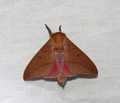 Adeloneivaia subangulata