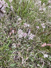 Antennaria dioica