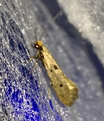 Tinea trinotella