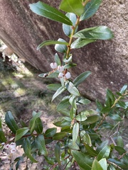 Gaultheria appressa