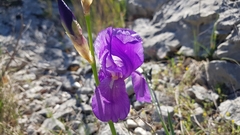 Iris pallida illyrica