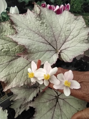 Begonia rex-cultorum