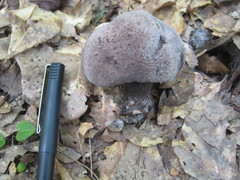 Tylopilus griseocarneus