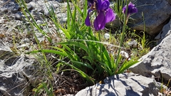 Iris pallida illyrica