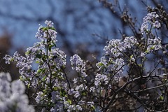 Ceanothus oliganthus sorediatus