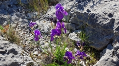 Iris pallida illyrica