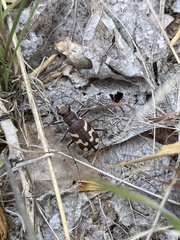 Cicindela tranquebarica diffracta