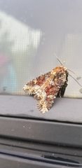 Apamea amputatrix