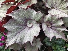 Begonia rex-cultorum