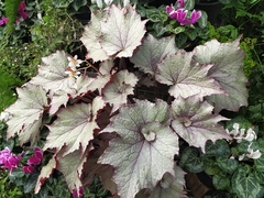 Begonia rex-cultorum