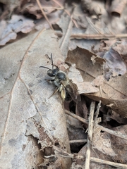 Andrena rufosignata