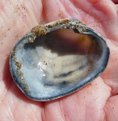 Irusella lamellifera