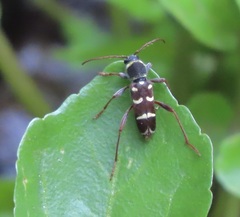 Clytus blaisdelli