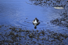 Podiceps occipitalis juninensis