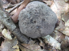 Tylopilus griseocarneus