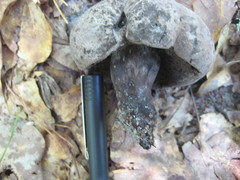 Tylopilus griseocarneus