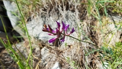 Astragalus muelleri