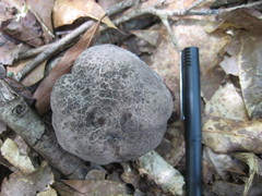 Tylopilus griseocarneus