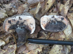 Tylopilus griseocarneus