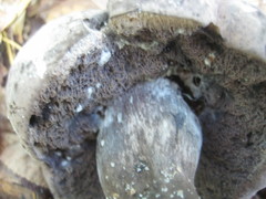 Tylopilus griseocarneus