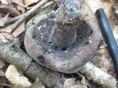 Tylopilus griseocarneus