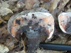 Tylopilus griseocarneus