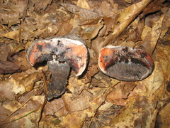 Tylopilus griseocarneus