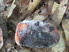 Tylopilus griseocarneus