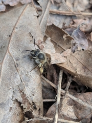 Andrena rufosignata
