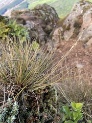 Rytidosperma setifolium