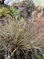 Rytidosperma setifolium
