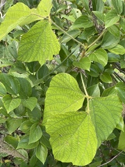 Pueraria montana lobata