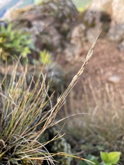 Rytidosperma setifolium