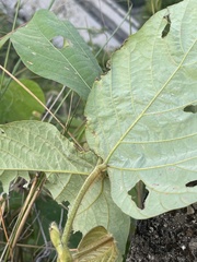 Pueraria montana lobata