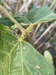 Pueraria montana lobata